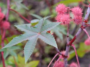Ricinus